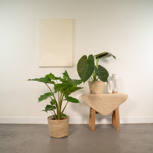 Alocasia Wentii - Ø19cm - ↕60cm + Alocasia Portodora - Ø19cm - ↕75cm + Korb Selin