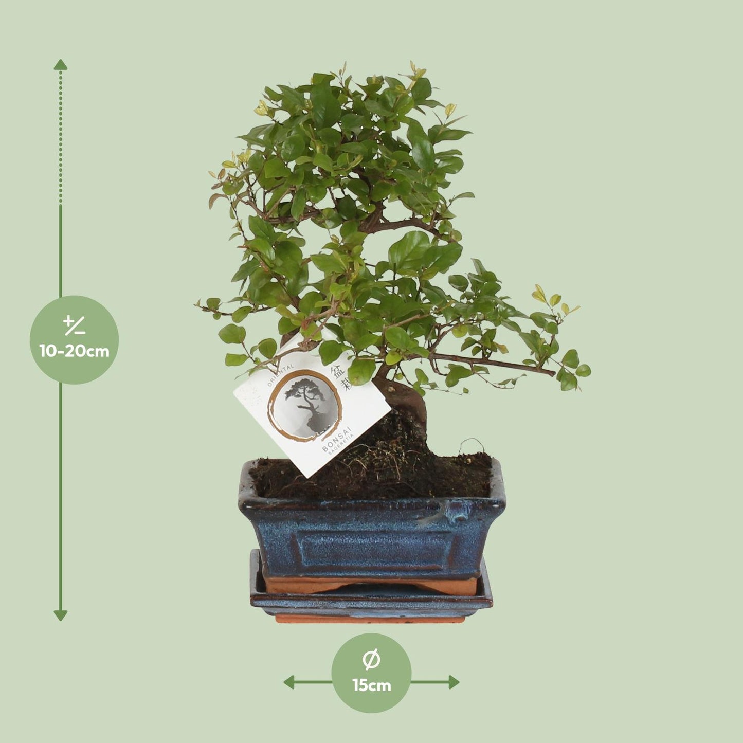 Bonsai 'Sageretia' S-vorm Ø15cm - ↕15cm