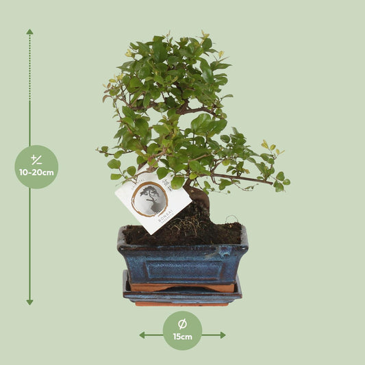 Bonsai 'Sageretia' S-vorm Ø15cm - ↕15cm