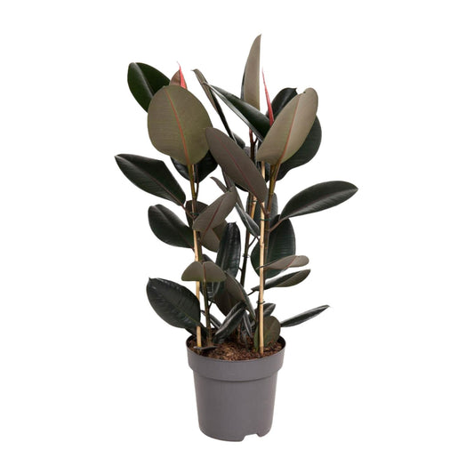 Ficus Elastica Abidjan - Ø27cm - ↕90cm
