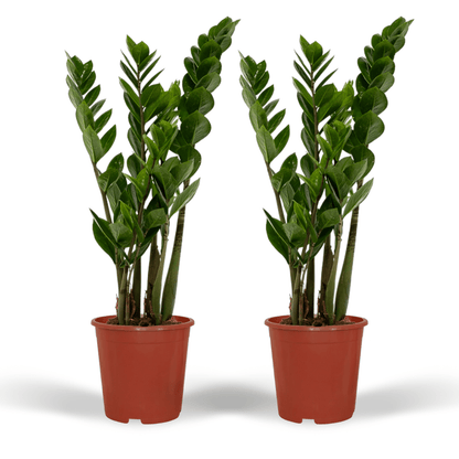 2x Zamioculcas Zamiifolia - Smaragdpalme - 50cm - ø14