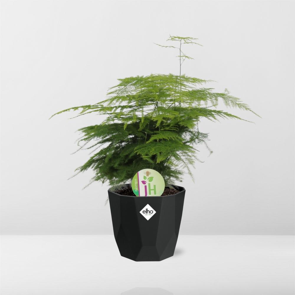 Asparagus ‘Plumosus’ in 14cm b.for rock living black