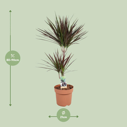 Dracaena Magenta 45-15 - Ø21cm - ↕90cm