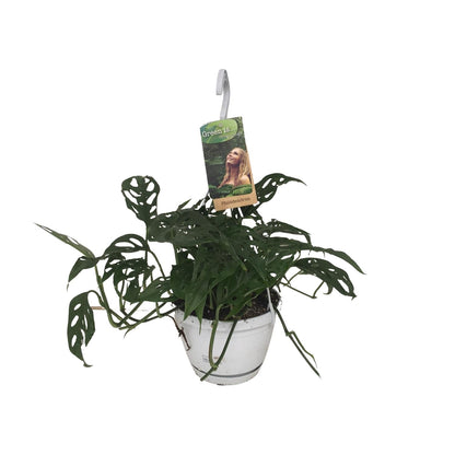 Monstera Obliqua - Ø17cm - ↕40cm