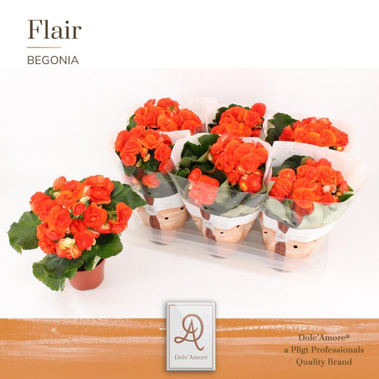 Begonia Reina P14 Dolc'Amore® Flair - Ø14cm - ↕31cm