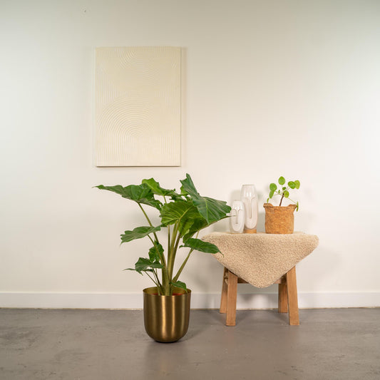 Alocasia Portodora - Ø21cm - ↕80cm + Topf Mayk Gold