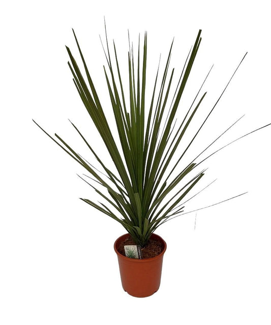 Cordyline Indivisa Peko - Ø20cm - ↕60cm