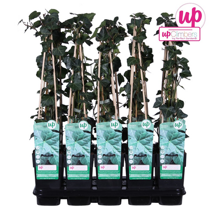 Hedera hibernica - Ø15cm - ↕65cm