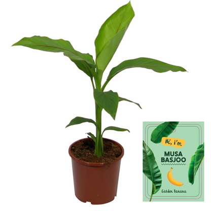 Musa Basjoo - Ø15cm - ↕50cm