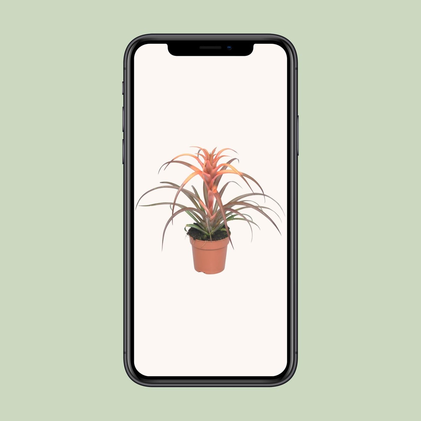 Tillandsia Capitata - Ø12cm - ↕30cm