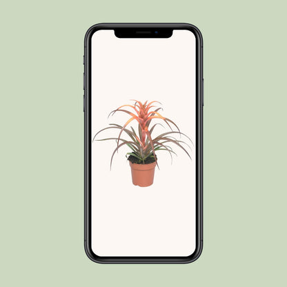 Tillandsia Capitata - Ø12cm - ↕30cm