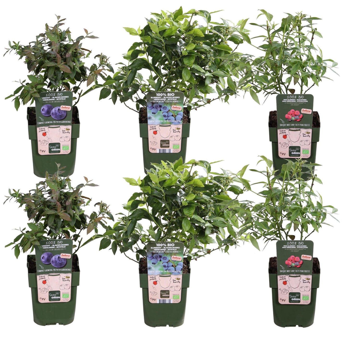 6x - Vaccinium corymbosum - ↨45cm - Ø13