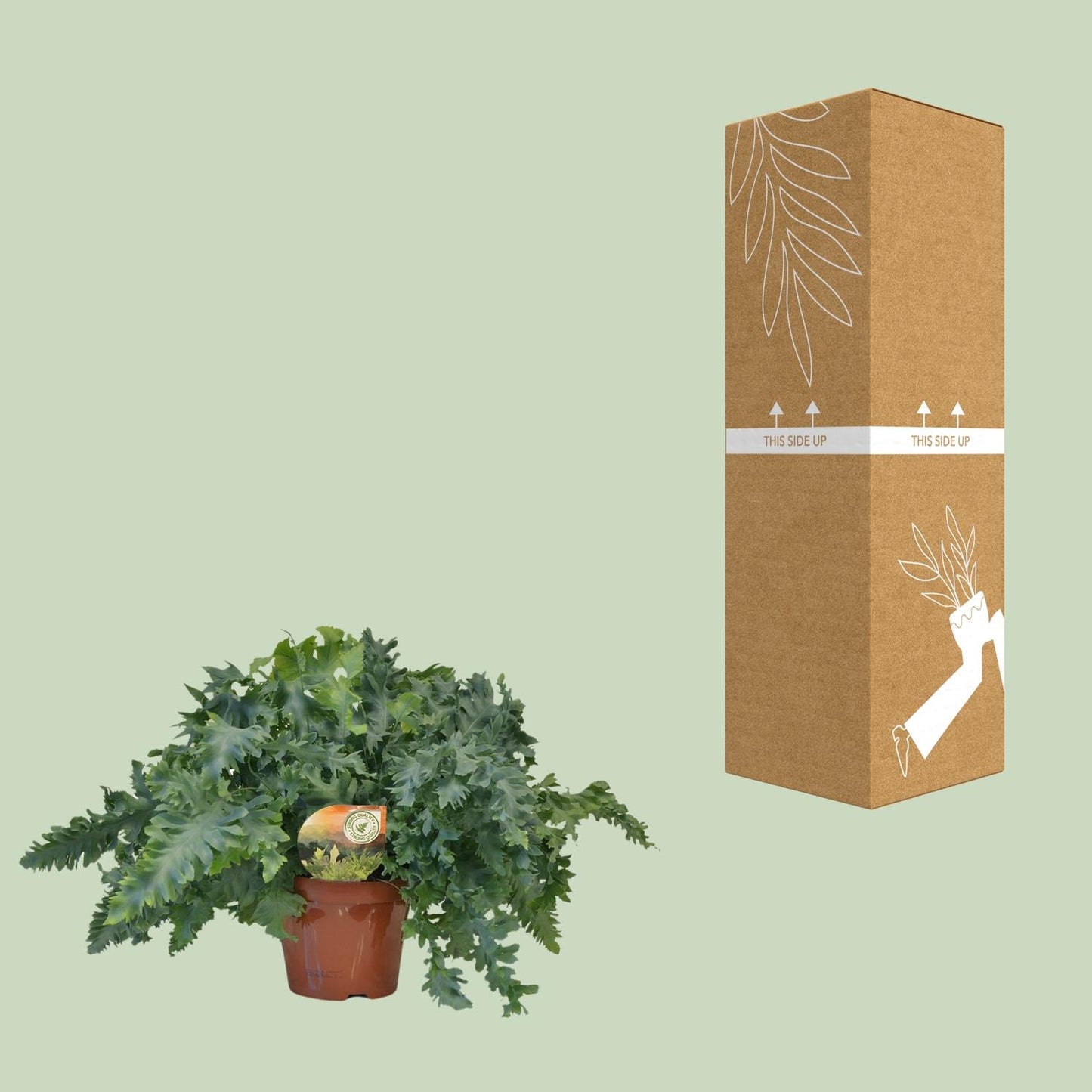 Phlebodium Davana - Ø19cm - ↕40cm