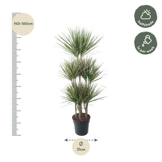 Dracaena Bicolor Carrousel - 150 cm - ø31