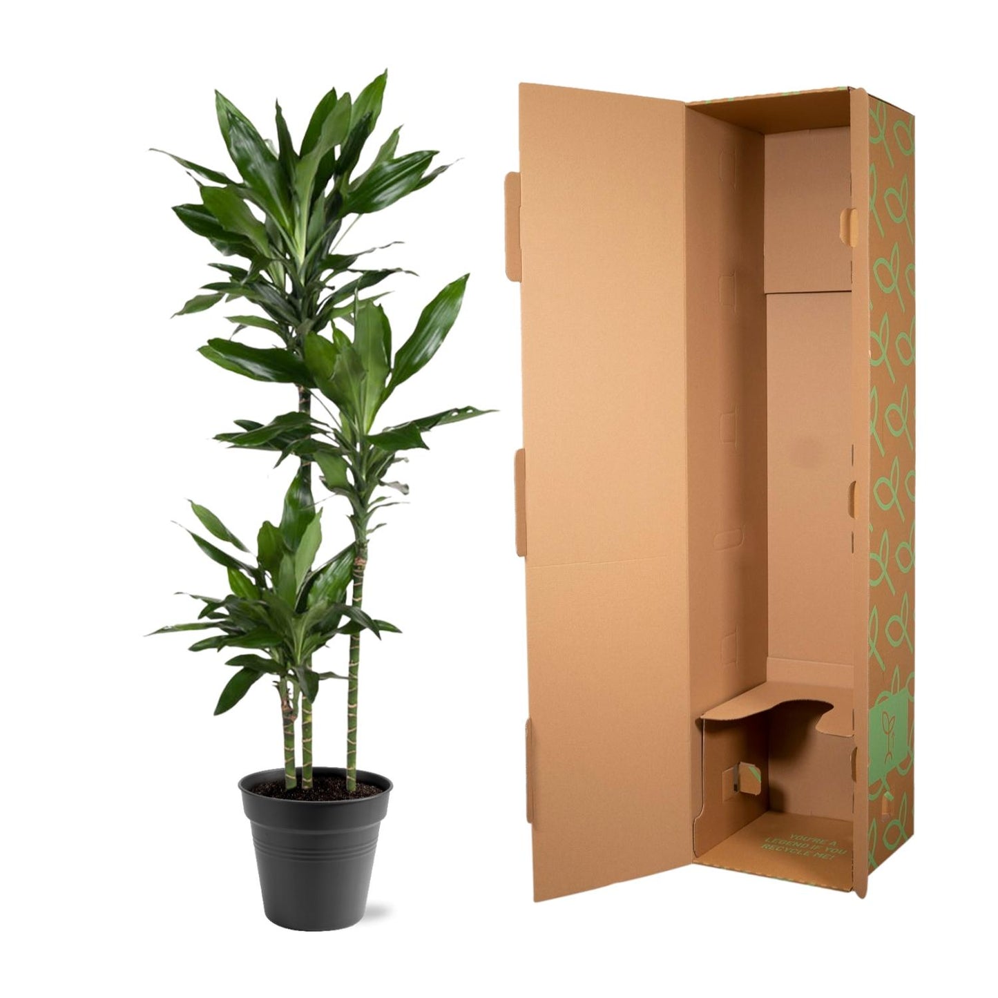 Drachenbaum Janet Lind – Stilvolle, pflegeleichte Zimmerpflanze 160 cm