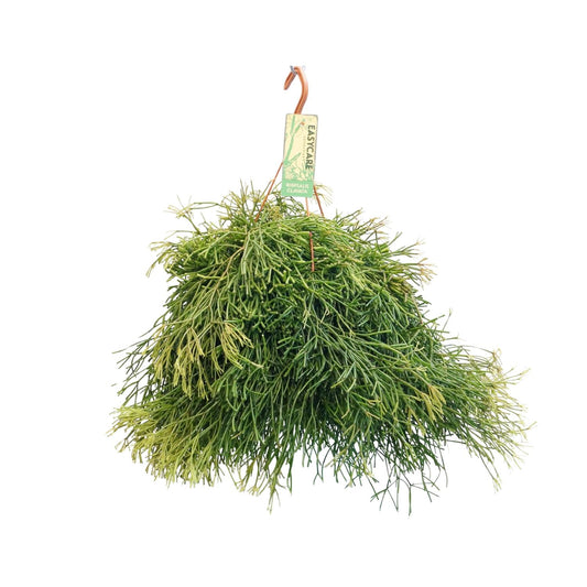 Rhipsalis Clavata - Ø21cm - ↕50cm