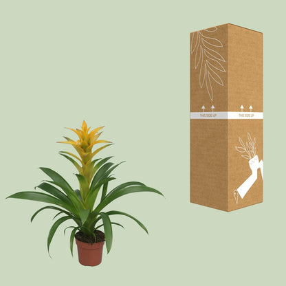 Guzmania Desire - Ø12 ↕45