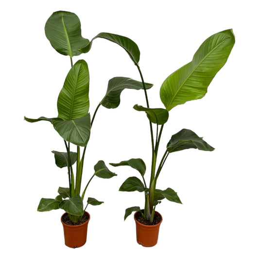 2x Riesenstrelitzie 100 cm – Exotisches Zimmerpflanzen-Set