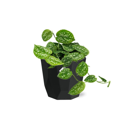 Scindapsus Pictus ‘Argyraeus’ in 14cm b.for rock living black