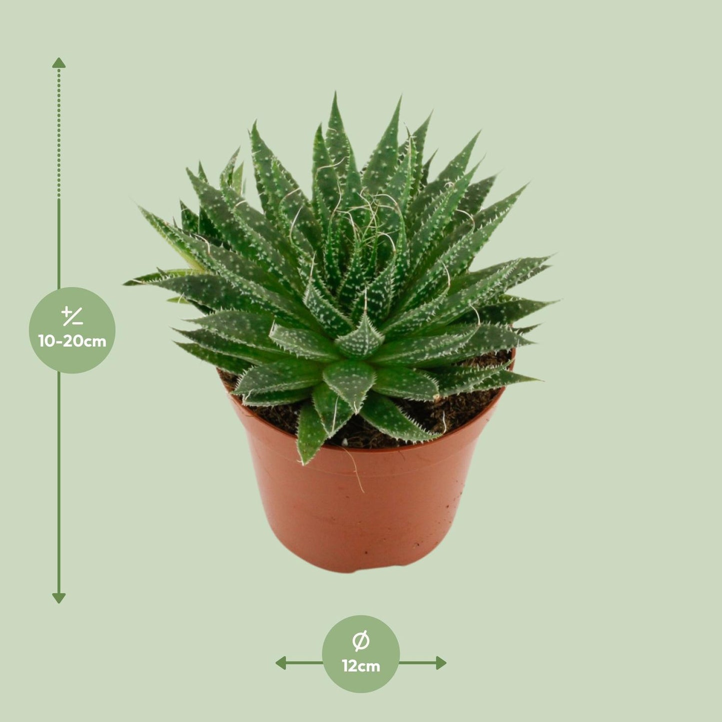 Aloë Aristata - Ø12cm - ↕20cm