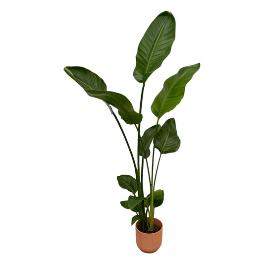 Weißer Paradiesvogel Strelitzia Nicolai 100 cm