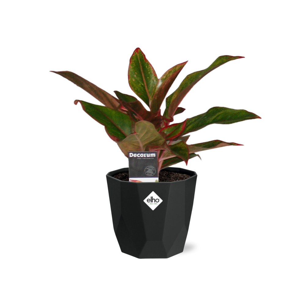 Aglaonema Crete in 14cm b.for rock living black