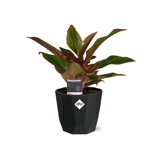 Aglaonema Crete in 14cm b.for rock living black