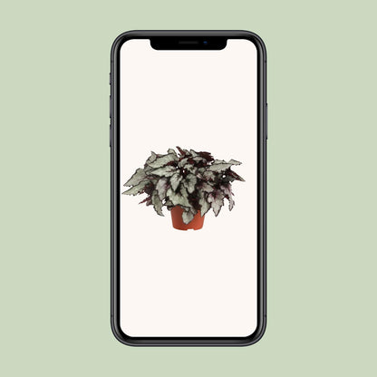 Begonia Rex Coco - Ø12cm - ↕25cm
