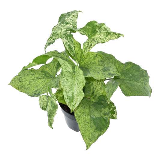 Purpurtute 'Mottled' – Exotische Zimmerpflanze 25 cm