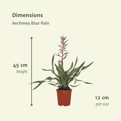 2x Aechmea Blue Rain - Tube Bromelie - 45cm - ø12