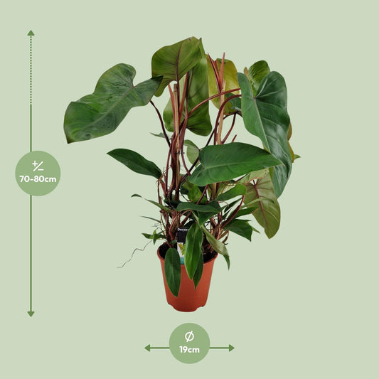 Philodendron Red Twins - Ø19cm - ↕75cm
