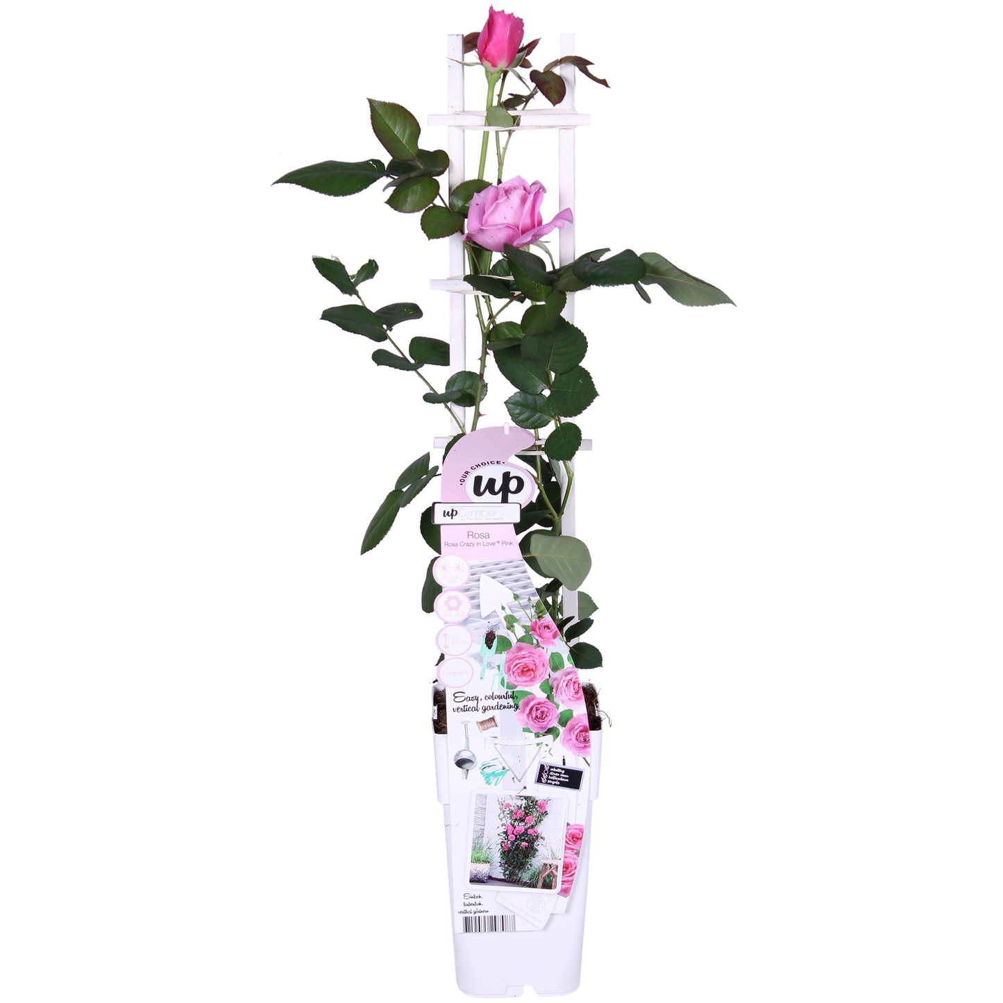 Rosa Crazy in love 'Pink' - Rosa Rose - Ø15cm - ↕65cm