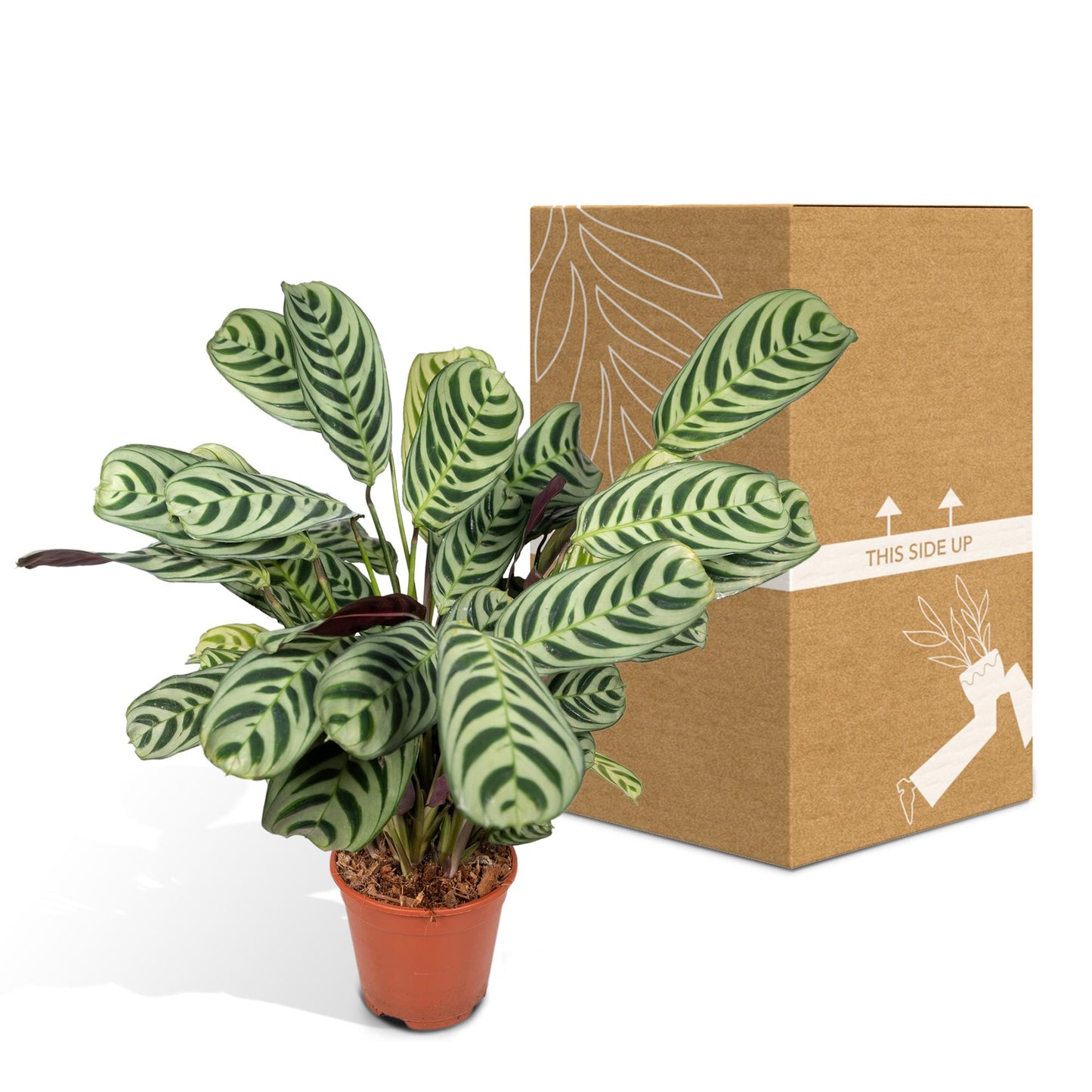 Ctenanthe Amabilis - Ø14cm - ↕25cm