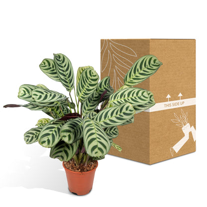 Ctenanthe Amabilis - Ø14cm - ↕25cm