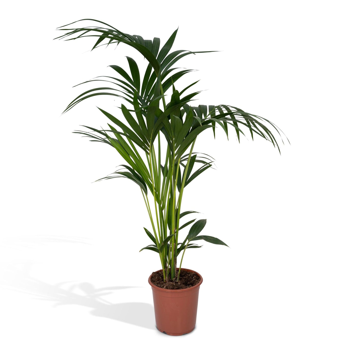 Howea forsteriana - Ø21cm - ↕120cm - Ø18 - ↨100cm