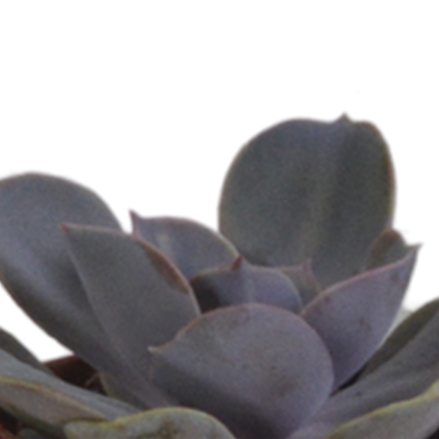 Vetplanten-Mischung 5,5 cm - 5x - in terracotta pot
