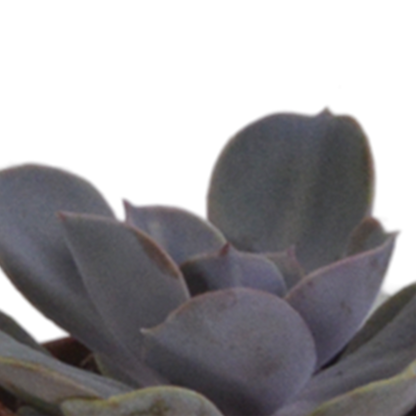 Vetplanten-Mischung 5,5 cm - 5x - in terracotta pot