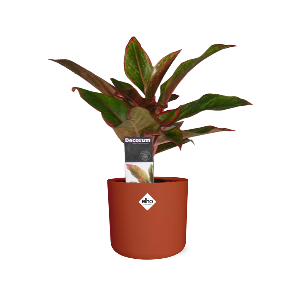 Aglaonema Crete in ELHO b.for soft rond 14cm brique