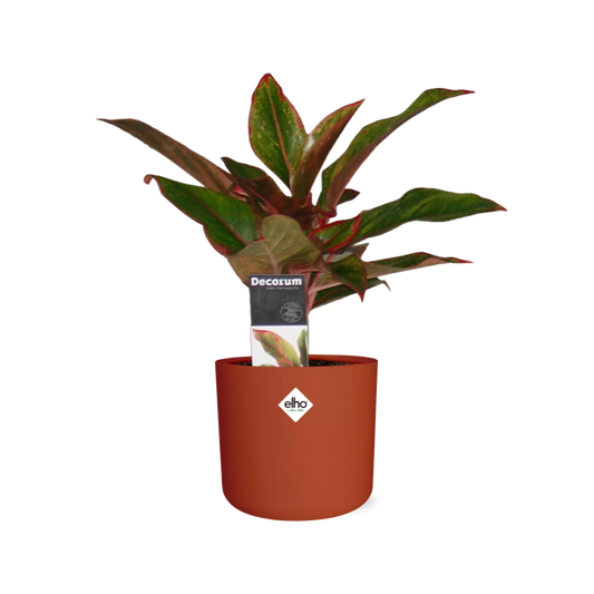 Aglaonema Crete in ELHO b.for soft rond 14cm brique