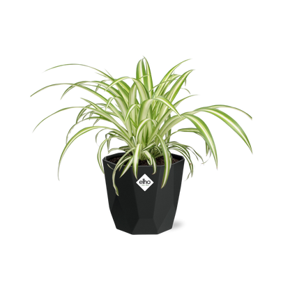 Chlorophytum Comosum Variegatum in 14cm b.for rock living black