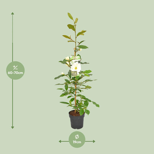 Michelia Fairy Magnolia Cream - Ø19cm - ↕70cm