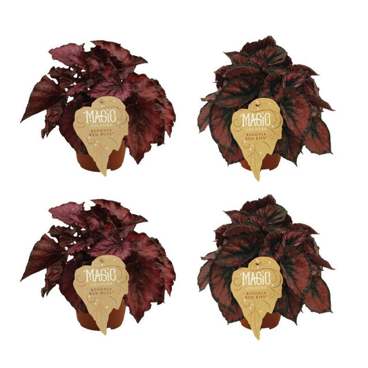 2x Begonia Rex Redbull + 2x Begonia Rex Red Kiss - 4 stuks - Ø12cm - ↕25cm