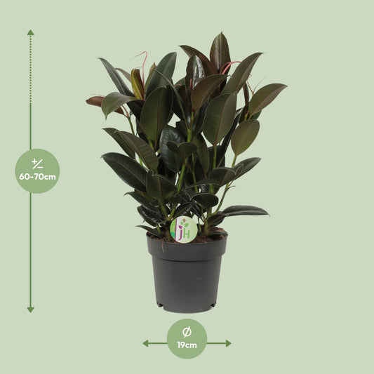 Ficus Melany - Ø19cm - ↕65cm