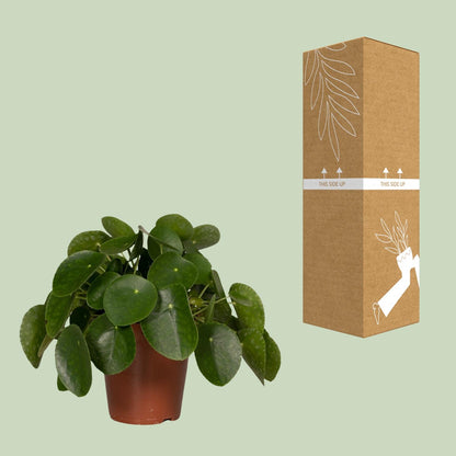 Pilea Peperomiodes - Pfannkuchenfabrik - Ø15cm - ↕25cm
