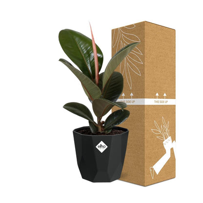 Ficus Elastica ‘Robusta’ in 14cm b.for rock living black