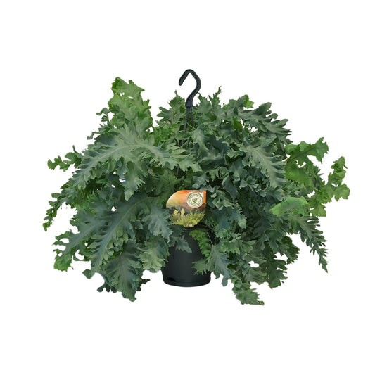 Phlebodium Davana - Ø20cm - ↕40cm