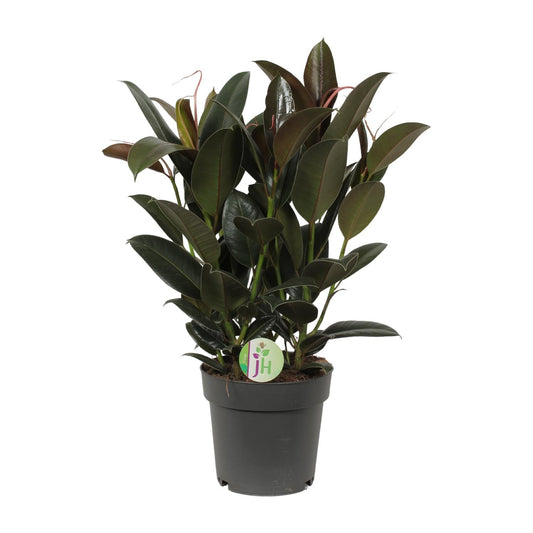 Ficus Melany - Ø19cm - ↕65cm