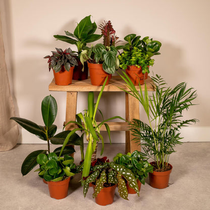 Außenseiterbox  - Ø12cm - 12x