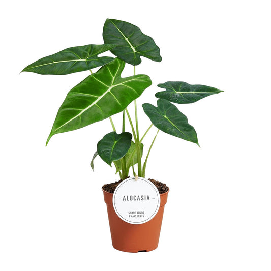 Alocasia Frydek