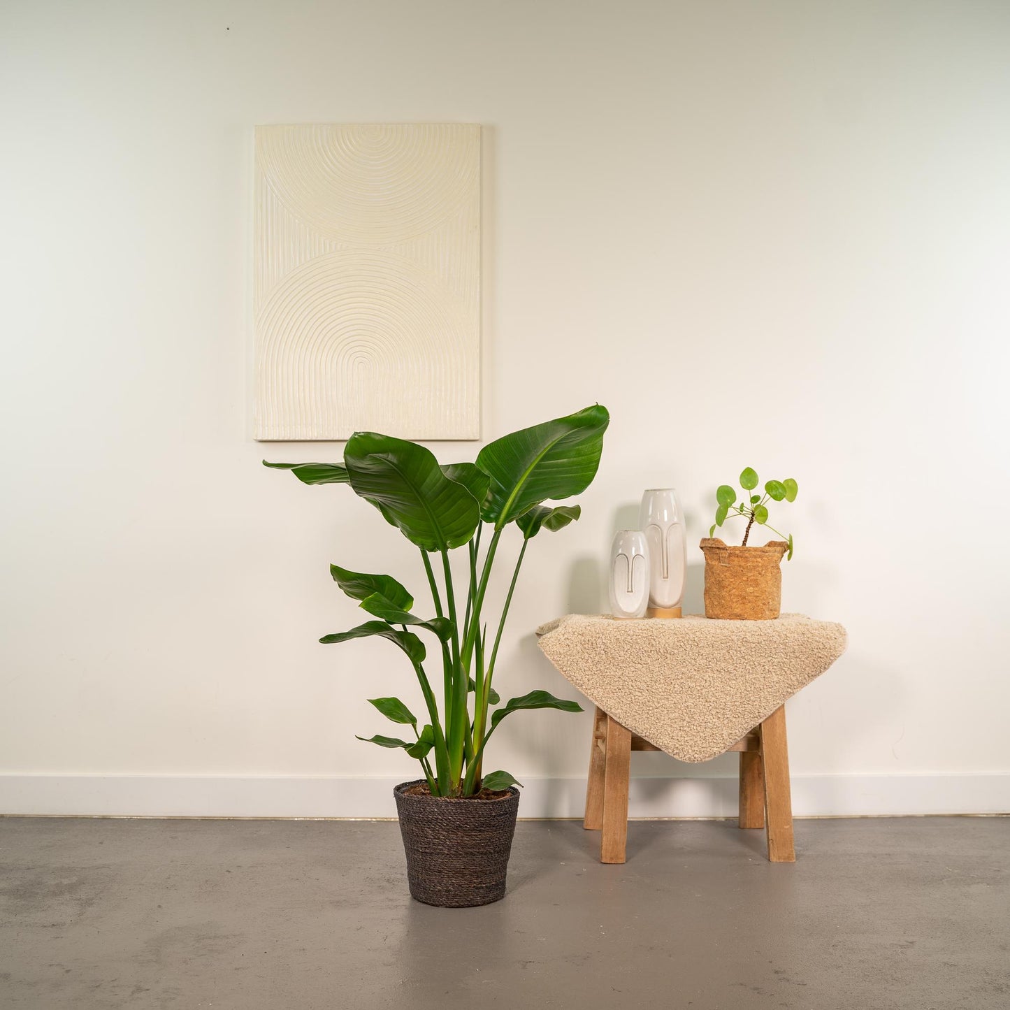 Strelitzia Nicolai - Ø19cm - ↕90cm + Korb Igmar